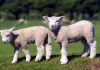 “Worthy is the Lamb!”