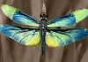 Part 4 The Dragonfly Miracle Henry Gruver & Steve Quayle