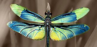 Part 4 The Dragonfly Miracle Henry Gruver & Steve Quayle